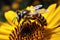 Closeup bee on sunflower, natures pollination captured