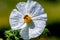 Closeup of a Bee on a White Prickly Poppy Wildflower Blossom in