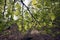 Closeup beech leaves