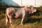 Closeup of Beefmaster cattle bull in Thailand