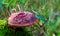 Closeup of a beefsteak fungus, common and edible mushroom specie, fungi from Europe and britain