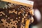 Closeup of a beehive honeycomb with sticky golden honey and a few industrious bees buzzing around