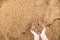 Closeup of beer bagasse in female hands