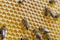 Closeup of bees on honeycomb in apiary - selective focus, copy space