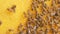 Closeup of bees on honeycomb in apiary .selective focus slow lifestyle motion video. Bee honeycombs with honey and bees