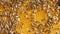 Closeup of bees on honeycomb in apiary .selective focus slow motion video. Bee honeycombs with honey and bees