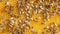 Closeup of bees on honeycomb in apiary. Selective focus slow motion video. Bee honeycombs with honey and bees