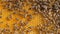 Closeup of bees on honeycomb in apiary .selective focus slow motion video. Bee honeycombs with honey and bees lifestyle