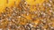 Closeup of bees on honeycomb in apiary .selective focus slow motion video. Bee honeycombs with honey and lifestyle bees