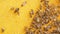 Closeup of bees on honeycomb in apiary .selective focus slow motion video. Bee lifestyle honeycombs with honey and bees