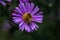 Closeup of bees pollinating on a beautiful purple aster flower