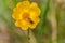 closeup Bees are swarming yellow pollen.Honey bee working on yellow flower.