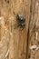 Closeup of a beetle on a tree in a forest on New Zealand`s Kepler Track, one of the South Island`s Great Walks