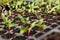 Closeup beetroot leaves growing on garden bed. Red beetroot fresh sprouts and young leaves.