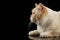 Closeup Beige British Shorthair Cat Lying, Looking up, Isolated Black