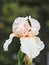 Closeup of Beige German bearded iris in the morning