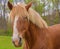 Closeup of Belgian draft horse