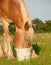 Closeup of a Belgian draft horse eating his feed