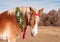 Closeup of a Belgian draft horse wearing a Christmas wreath