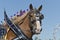 Closeup of Belgian Draft Horses at Country Fair