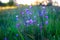 Closeup bell flower, violet flowers, campanula, meadow on sunset