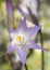 Closeup of the Belladonna Lily or March Lily