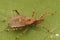 Closeup on a beneficial tree damsel bug Himacerus apterus, sitting on a green leaf