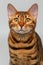 Closeup bengal cat looking in camera