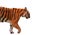 Closeup Bengal Tiger Walk on White Background, Clipping Path