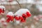 Closeup of berries of red viburnum in winter