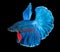 Closeup Betta fish, siamese fighting fish