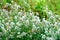 Closeup of beutiful fluffy flowers of Rabbits foot or hare`s foot clover - Trifolium arvense - after the rain, with waterdrops