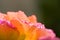 Closeup of a bicolored rose, pink and orange, with raindrops