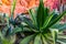 Closeup of a big agave plant, popular tropical plant specie from America