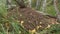 Closeup of big anthill in the woods with colony of ants in autumn forest.