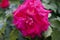 Closeup of a big bright pink rose with leaves on a background