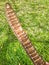 Closeup of a Big Brown Carob that Fell form a Tree