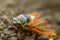 Closeup big cicada sitting on a ground
