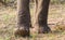 Closeup of big elephant feet and toenails walking and stepping