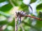 CloseUp of big eyes dragonfly on the twig