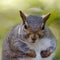 Closeup of a big Fox squirrel with greenery on the blurry background