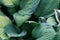 Closeup of big hosta plant leaves pattern, ornamental vegetation, botanical garden