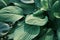 closeup of big hosta plant leaves pattern, ornamental vegetation, botanical garden