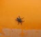 Closeup Big Housefly  on orange color background