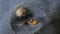 A closeup of a big orange eye of some black mongrel in slo-mo