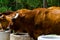 Closeup of a big oxen tied with a rope to a trough, farm animal