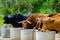 Closeup of a big oxen tied with a rope to a trough, farm animal