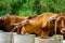 Closeup of a big oxen tied with a rope to a trough, farm animal