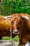 Closeup of a big oxen tied with a rope to a trough, farm animal