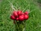 Closeup of big, ripe, red-pink radish plant Raphanus raphanistrum subsp. sativus edible roots gathered in bouquet in a glass